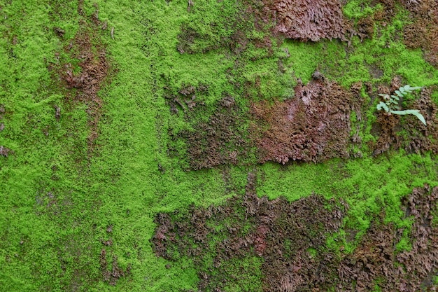 Close-up de textura de musgo verde en la antigua muralla de fondo