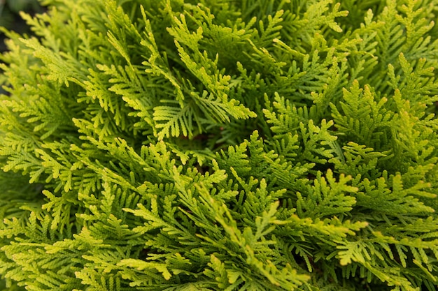 Close up textura verde galhos de árvore thuja