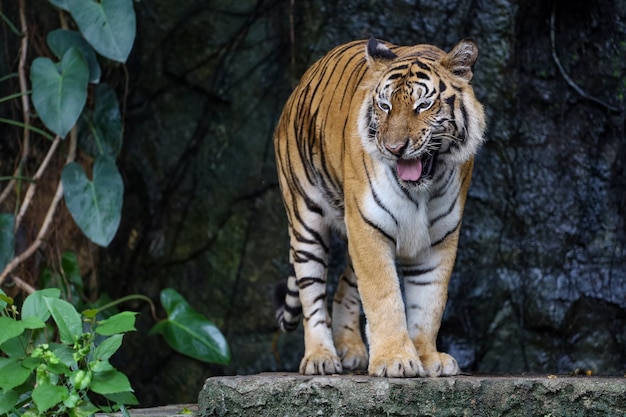 Close-up tigre de Bengala na floresta