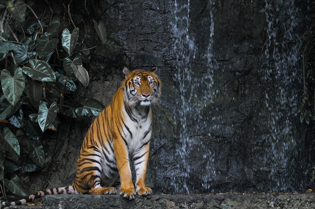 Close-up tigre sentado em frente à cachoeira