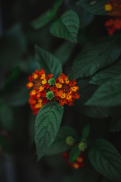 Close-up tiro de flores de lantana vermelhas e amarelas cercadas por folhagem verde na floresta