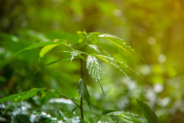 Close-up, tiro, de, grama verde, com, chuva, gotas, ligado, aquilo