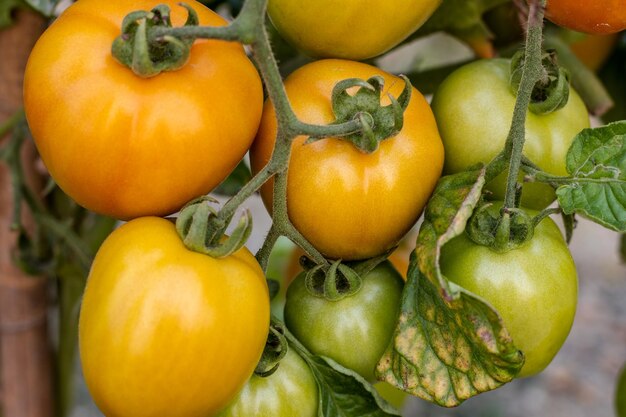 Close-up tiro de tomates maduros frescos orgânicos dentro do jardim
