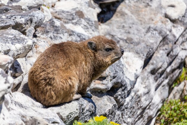 Close-up tiro de um hyrax ou dassie no topo da Table Mountain, Cape Town África do Sul