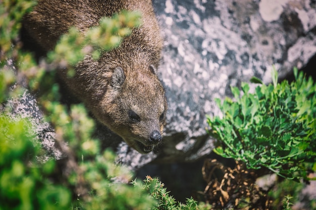 Close-up tiro de um hyrax ou dassie no topo da Table Mountain, Cape Town África do Sul