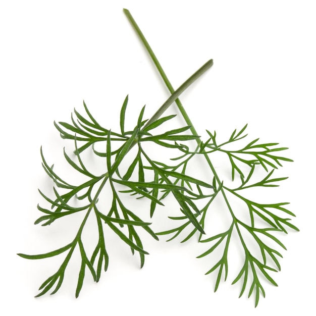Close-up tiro de um ramo de folhas de erva de endro verde fresco isoladas no fundo branco