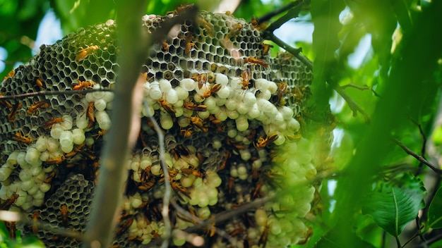 Foto close-up tiro de vespas amarelas ou insetos ropalidia marginata com ovos largeite em um galho de árvore