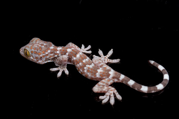 Close-up Tokay Gecko