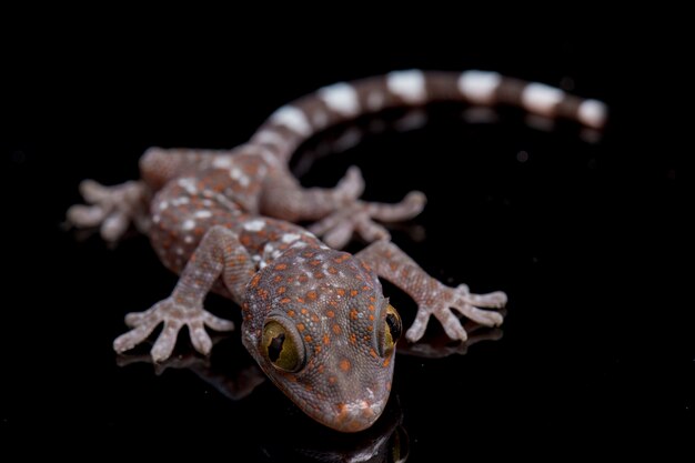 Close-up Tokay Gecko