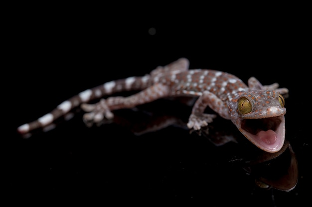 Close-up Tokay Gecko