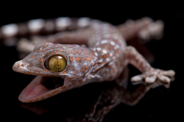 Close-up Tokay Gecko