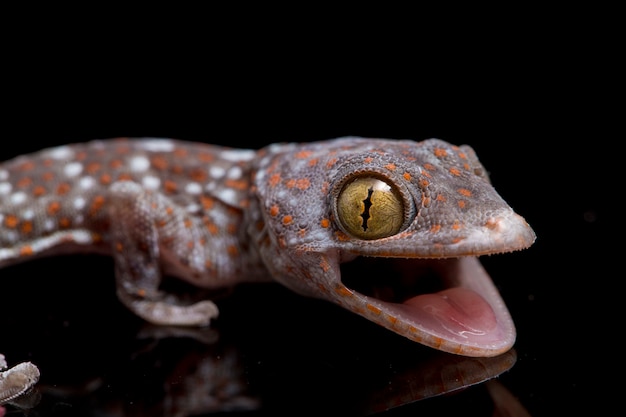 Close-up tokay gecko