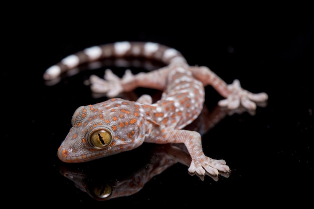 Close-up Tokay Gecko