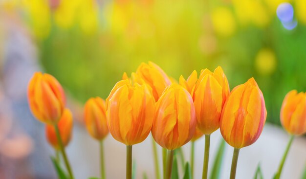 Close-up, tulipas amarelas estão florescendo lindamente nos jardins naturais em um dia de luz solar suave. Tulipa flores de amor