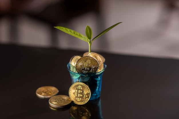 Close-up: uma panela com uma planta cheia de bitcoins. aumento de preço de criptomoeda