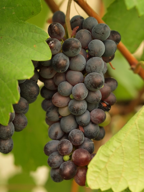 Close-up de uvas maduras frescas