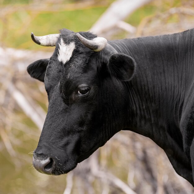 Close-up vaca en campo de hierba