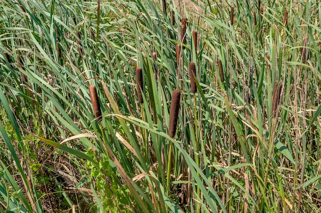 close-up de la vegetación de la cola de gato