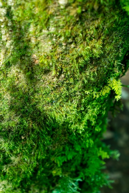 close-up verde musgo em árvore na floresta