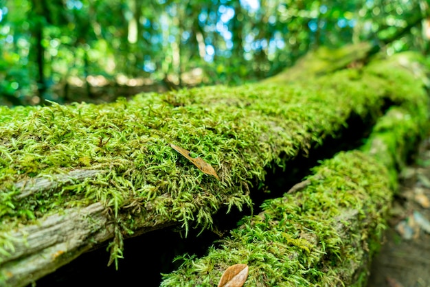 close-up verde musgo em árvore na floresta