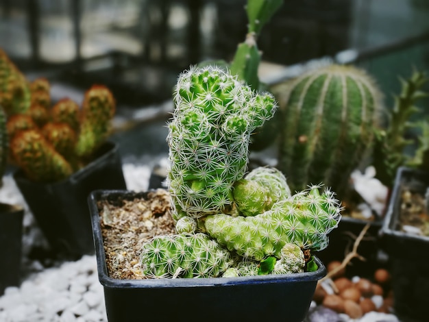 Close-up, verde, spiky, vaso, cacto, planta, com, seletivo, foco