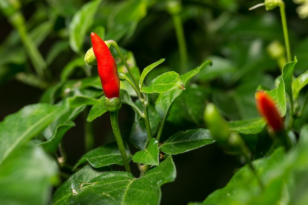 Close-up, vermelho, pimentão