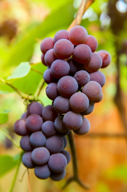 Close-up vermelho preto cachos de uvas Pinot Noir crescendo em vinhedo com fundo desfocado e espaço de cópia. A colheita no conceito de vinhas.