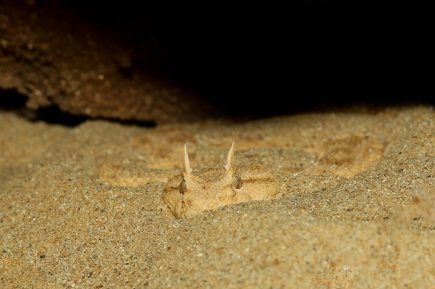 Close-up víbora chifre do saara na areia na caverna