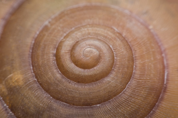 Close-up vie de um fundo de textura de concha em espiral