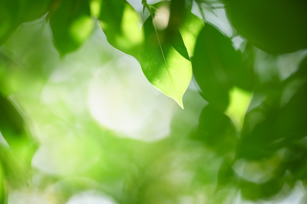 Foto close-up vista da natureza da folha verde sob a luz do sol no fundo desfocado da vegetação