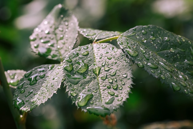 Close-up vista de gotas de água em folhas verdes depois da chuva, foco seletivo e fundo desfocado.