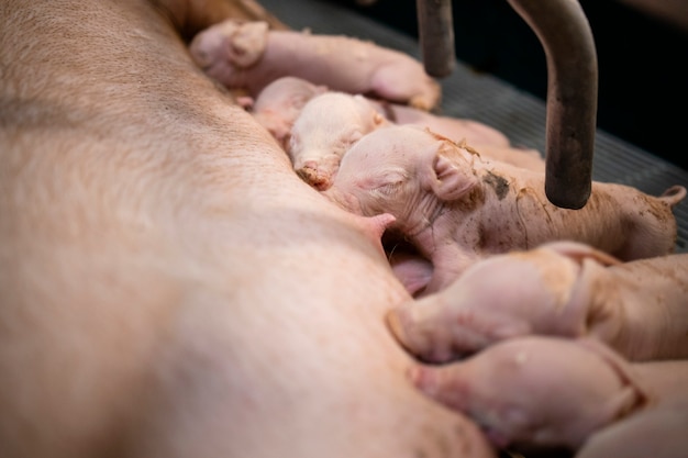 Foto close-up vista de porcos recém-nascidos com fome, chupando o mamilo da mãe no chiqueiro.