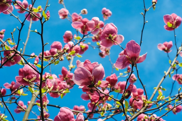 Close-up, vista, de, roxo, florescer, magnólia, em, primavera, jardim botânico