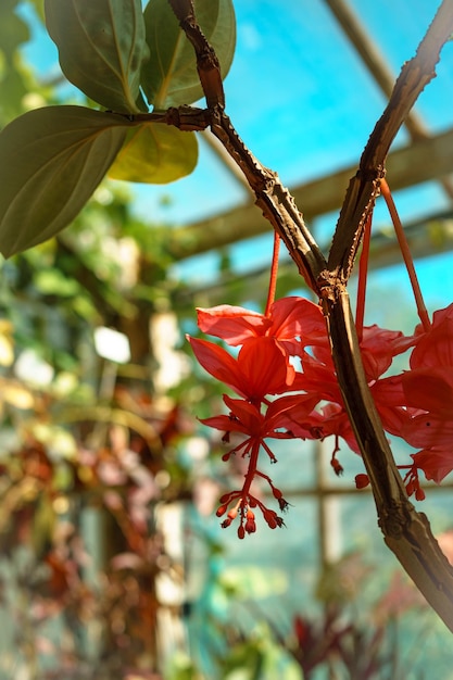 close-up vista de um galho de árvore com um monte de flores vermelhas