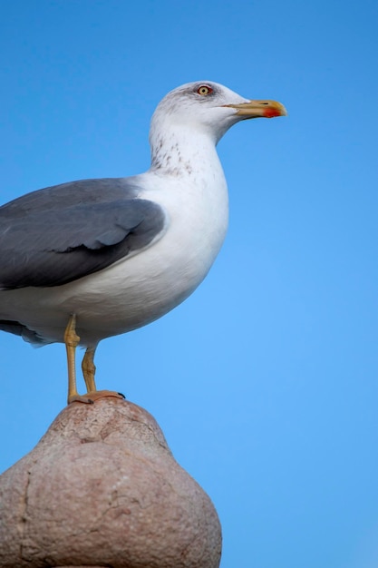 Close-up vista de um pássaro gaivota em um forte.