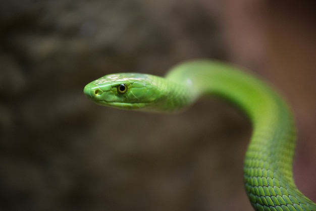 Close-up vista de uma cobra de mamba verde perigoso