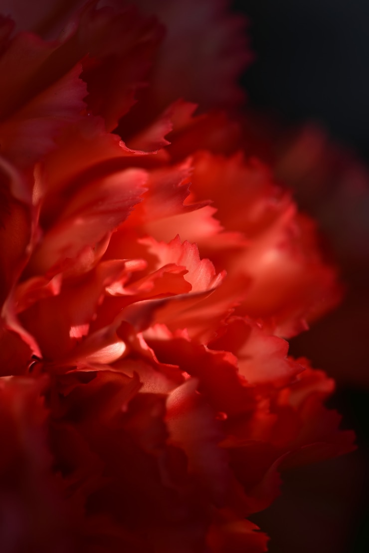 Foto close-up, vista, de, vermelho, pétalas