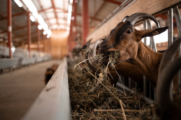 Close-up vista do animal doméstico cabra faminta comendo comida na casa da fazenda.
