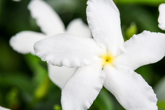 Close-up vista superior de Ervatamia ou Gardenia flores brancas é flor no jardim, tem 5 lóbulos.