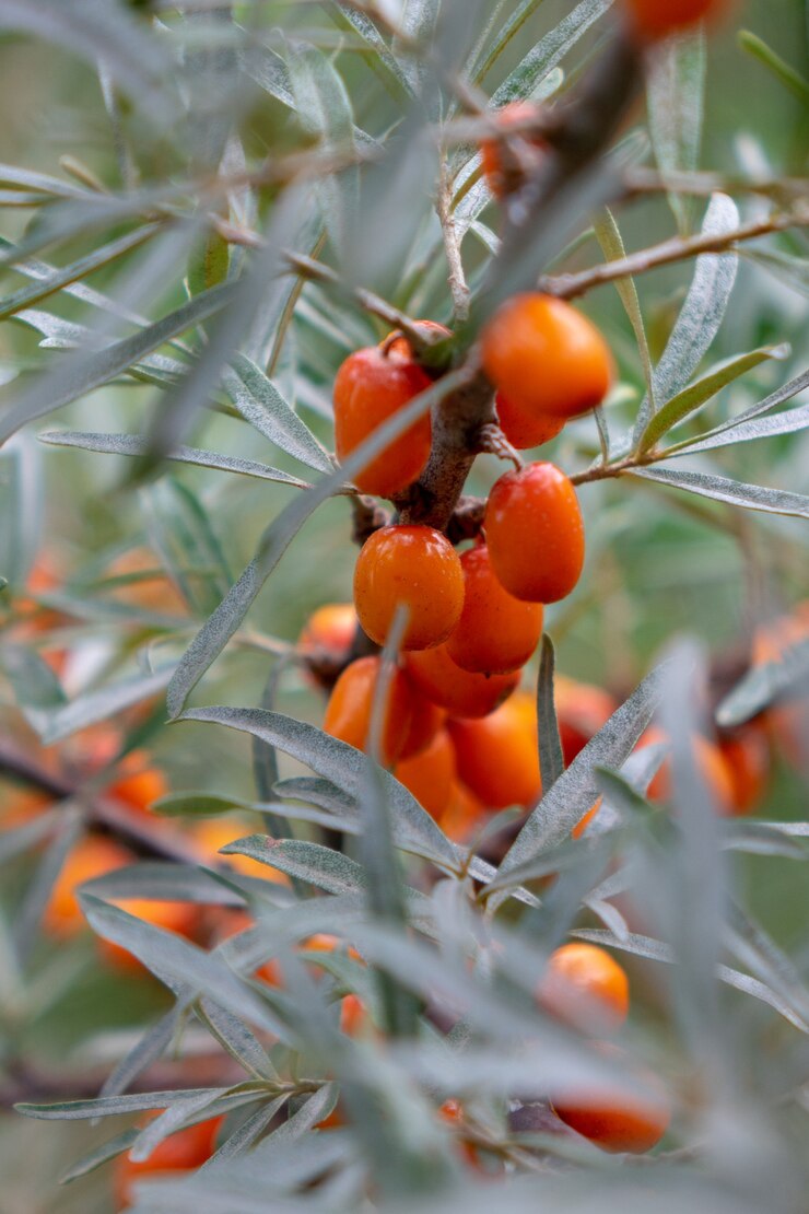 Close-up de vitamina saludable bayas jugosas naranja espino amarillo en un jardín en verano