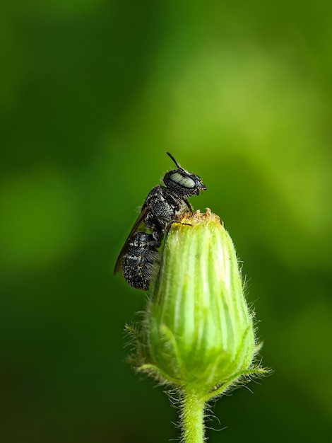 Close-up von Biene mit verschwommenem Hintergrund