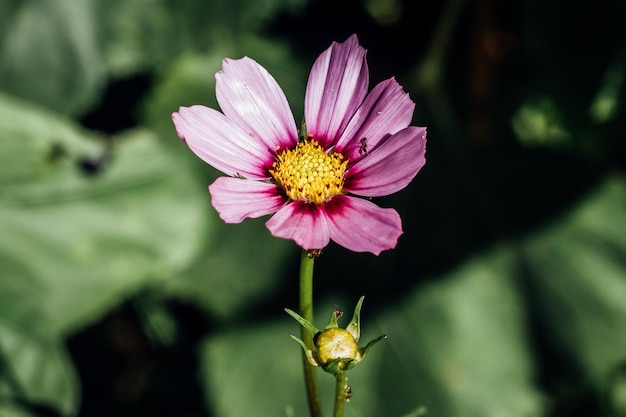 Close-up von blühenden Blume