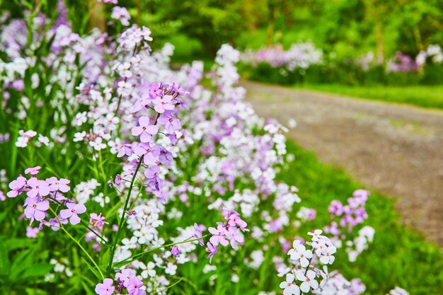 Close-up von Dame's Rocket mehrjährigen Blumen an der Seite der Kiesstraße