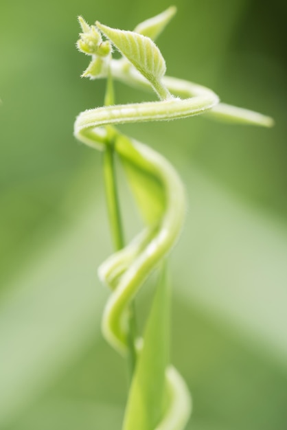 Foto close-up von efeu, der im freien wächst