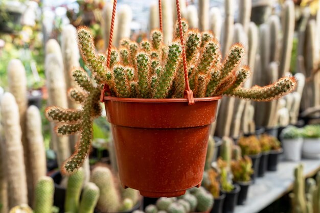 Close-up von Mammillaria Elongata Red Form auf einem hängenden Topf.