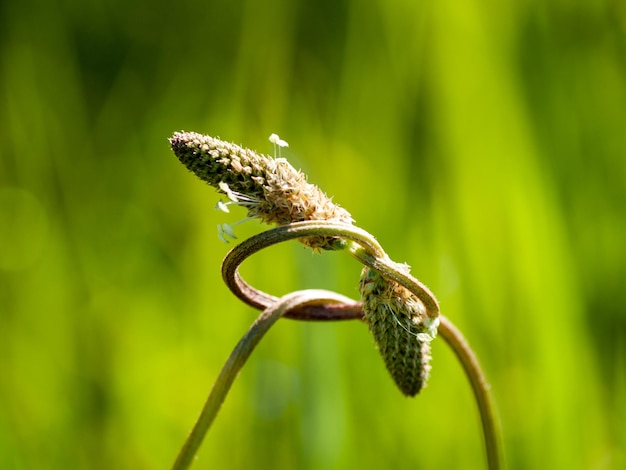 Close-up von Pflanzen