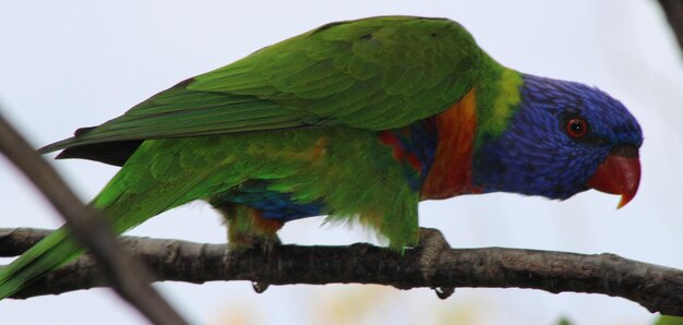 Foto close-up von regenbogen-lorikeet, der auf einem zweig gegen den himmel sitzt