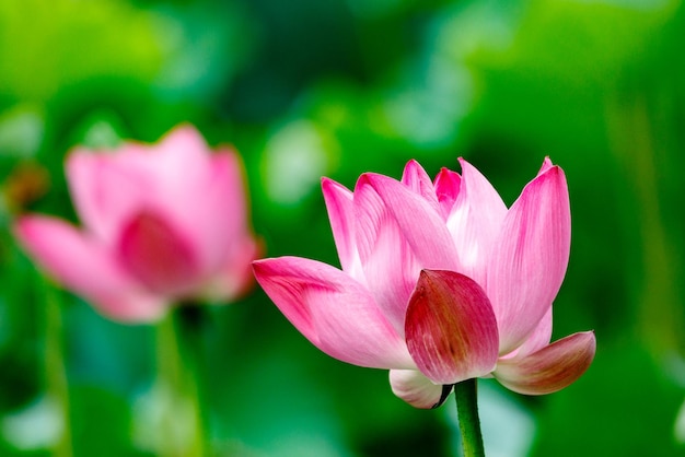 Close-up von rosa Blüten