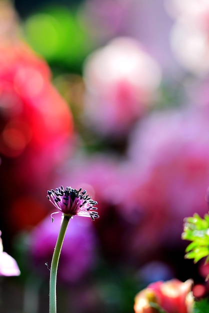 Close-up von rosa Blüten