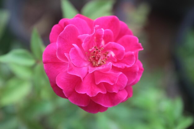 Foto close-up von rosa rosen mit verschwommenem hintergrund